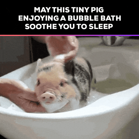 -tiny pig taking a bath-