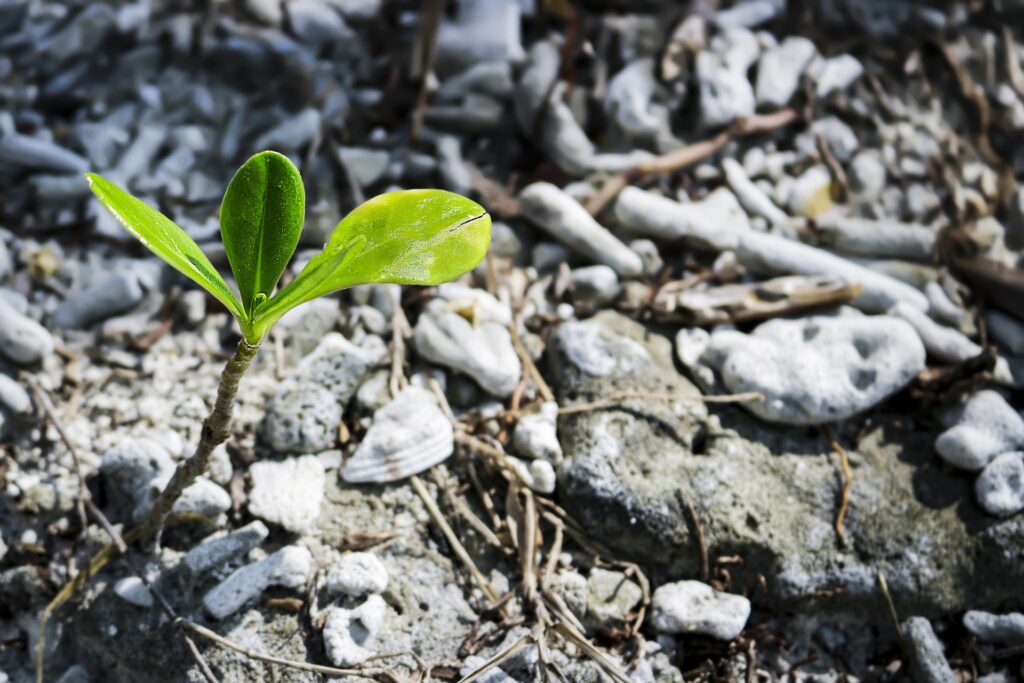 Image of green plant budding from soil and rocks