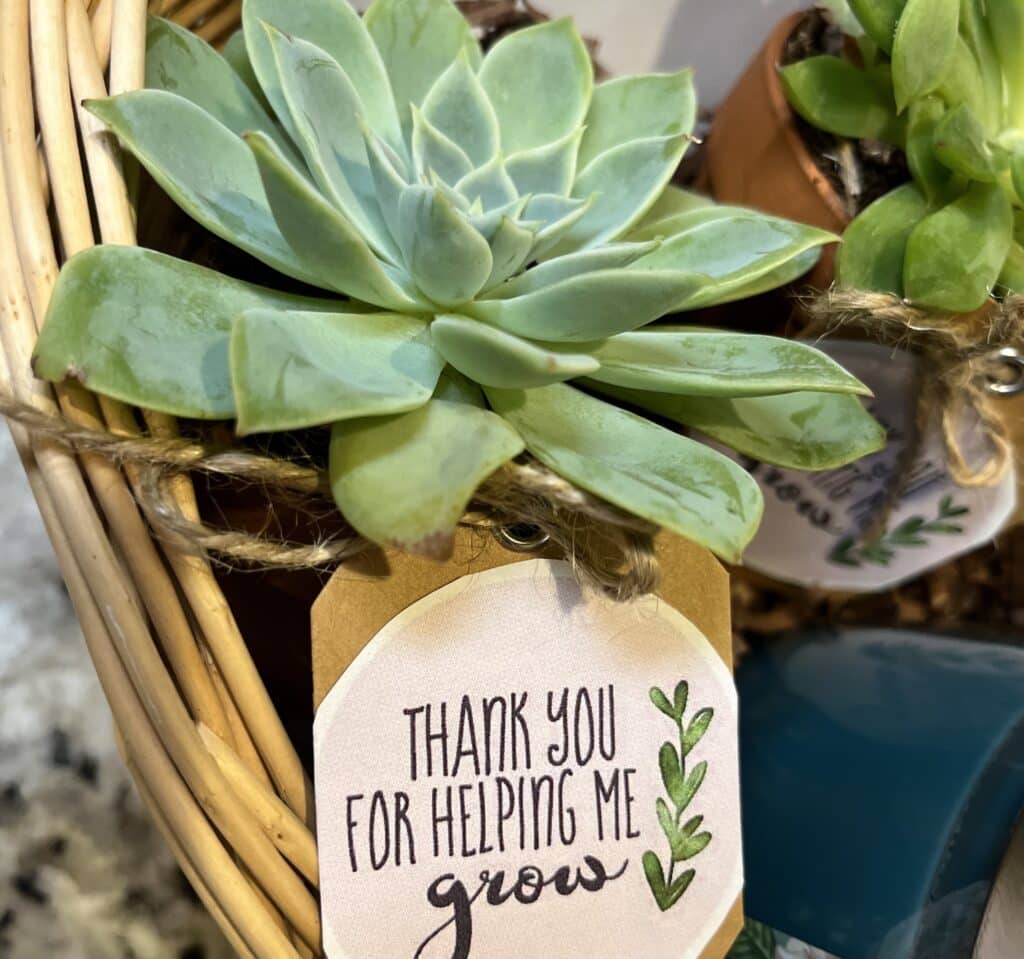 teacher appreciation succulent
